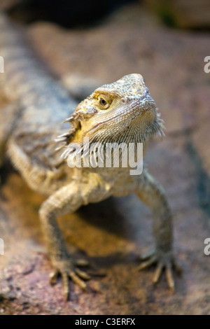 Reptiles Banque D'Images