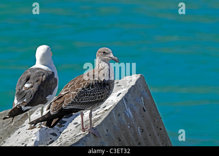 Varech juvénile (Larus dominicanus), avec des profils de brise-lames à Hout Bay Harbor. Banque D'Images