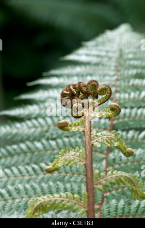 Fougère arborescente Dicksonia squarrosa :. Nouvelles Nouvelles frondes. Banque D'Images