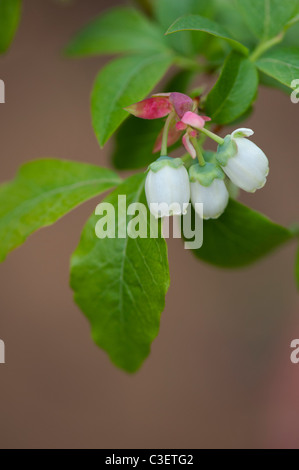 Vaccinium corymbosum. Fleurs de bleuet au printemps. Focus sélectif. Banque D'Images