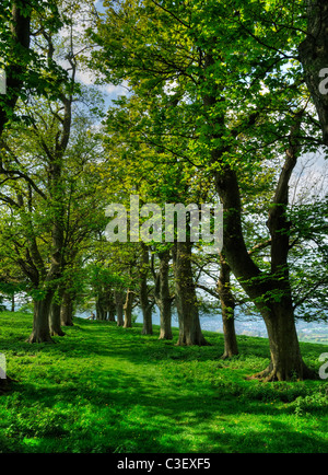 Allée d'arbres sur la Colline Downham, Dursley Banque D'Images