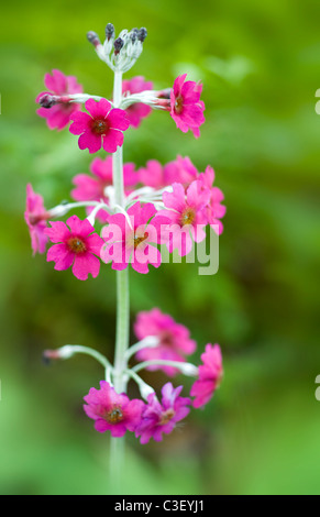 Image en gros plan de la fleur de ressort coloré - Primula Bulleesiana Primevère candélabre fleurs un chalet jardin plante. Banque D'Images