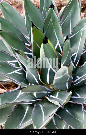 Agave de la reine Victoria (Agave victoriae-reginae) Banque D'Images