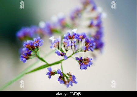 La lavande de mer ou Statice Limonium Lavande spectabile Banque D'Images