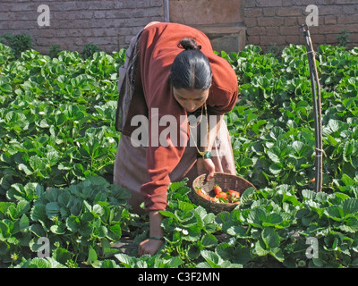 Young Woman picking fraises, Fragaria x ananassa dans un champ Banque D'Images