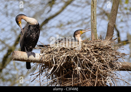 Deux grands cormorans (Phalacrocorax carbo) dans un nid Banque D'Images