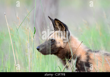 Superbe vue de jeu abordable dans le Parc National Kruger, Afrique du Sud. Portrait de chien peint ou chien sauvage d'Afrique dans l'herbe Banque D'Images