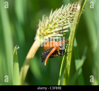 (Pyrochroa serraticornis Cardinal Beetle), France Banque D'Images