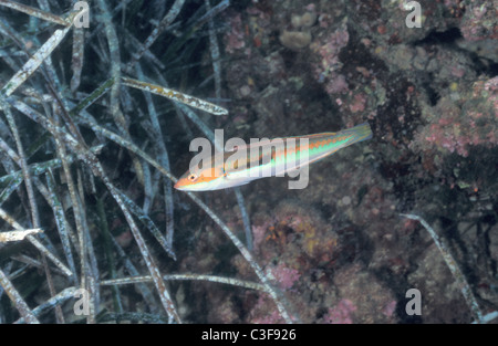 Arc-en-ciel méditerranéen napoléon (Coris julis) piscine proche des châssis dans la mer Méditerranée - Var - France Banque D'Images