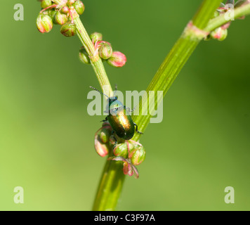 Leaf Beetle (Gastrophysa viridula), France Banque D'Images