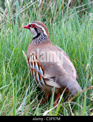 Pattes rouge Alectoris rufa perdrix au repos dans les prairies côtières Banque D'Images