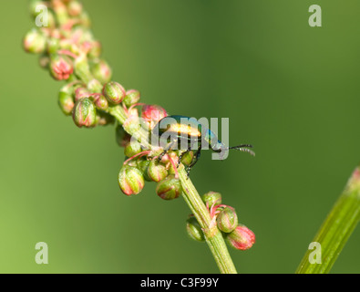 Leaf Beetle (Gastrophysa viridula), France Banque D'Images