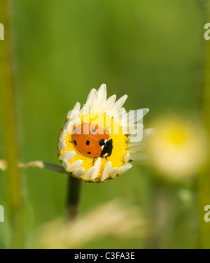 7-Spot Coccinelle (Coccinella septempunctata), France Banque D'Images