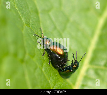 Les chrysomèles (Gastrophysa viridula), France Banque D'Images