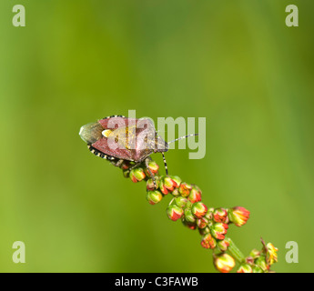 Prunelle Dolycoris baccarum (Bug), France Banque D'Images