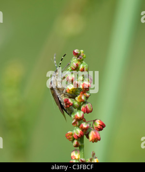 Prunelle Dolycoris baccarum (Bug), France Banque D'Images