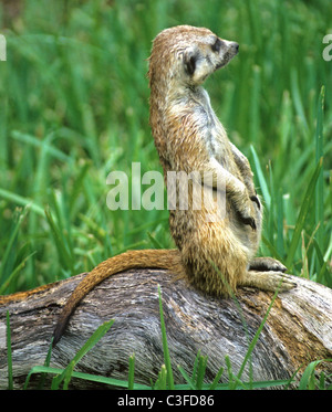 Le meerkat ou suricate Suricata suricatta, un petit mammifère, est un membre de la famille des mangoustes. Banque D'Images