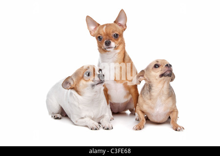 Trois chiens chihuahua devant un fond blanc Banque D'Images