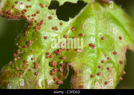 Artacris Acariens Gall macrorhynchus Banque D'Images