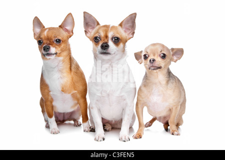 Trois chiens chihuahua devant un fond blanc Banque D'Images