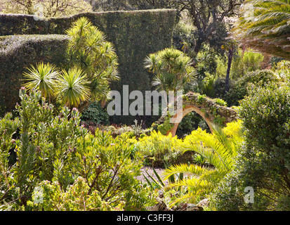 Les ruines Abbaye Bénédictine arch entouré par une végétation tropicale à Tresco Abbey Gardens sur les îles Scilly Banque D'Images