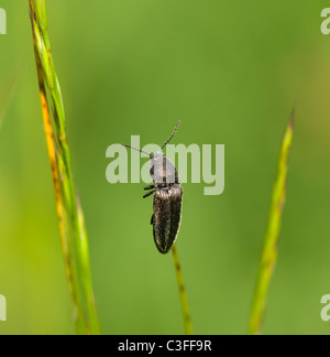 Zabre (Broscus cephalotes), France