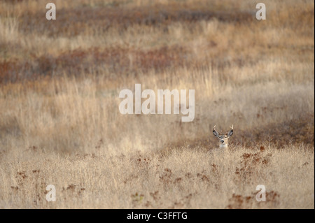 Un jeune mâle de Virginie (Odocoileus virginianus) se mélange facilement avec le paysage de l'ouest du Montana. Banque D'Images