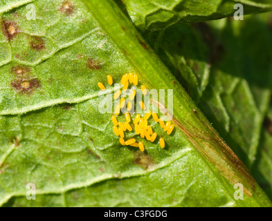 Des oeufs Gastrophysa viridula Banque D'Images