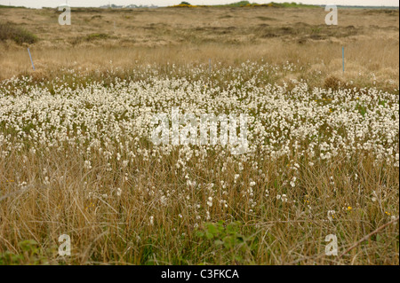 Eriophorum angustifolium linaigrette, commun Banque D'Images