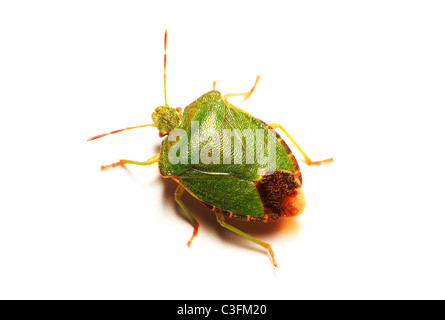 Le Bouclier vert commun Bug Palomena prasina sur fond blanc Banque D'Images