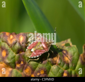 Prunelle camouflé Bug (Dolycoris baccarum), France Banque D'Images