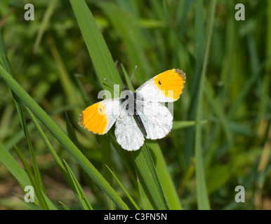 Orange-Tip (Anthocharis cardamines papillon), France Banque D'Images