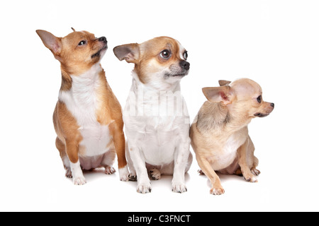 Trois chiens chihuahua devant un fond blanc Banque D'Images