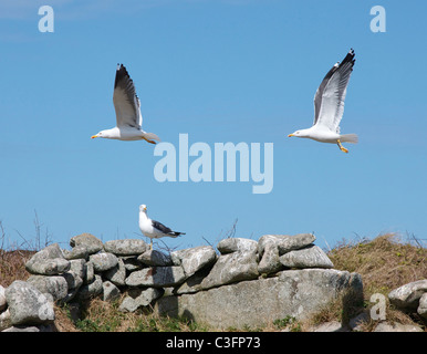 Larus fuscus Lesser Black soutenues des goélands en vol et au repos sur l'île de Samson, dans les îles Scilly Banque D'Images