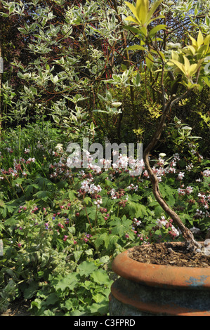 Détails d'un jardin anglais au printemps. Banque D'Images