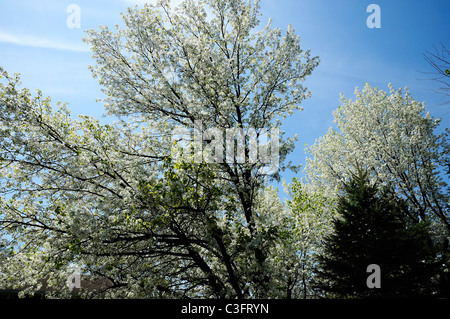 Pommier en fleurs au début du printemps Banque D'Images