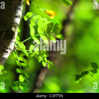 De l'été fond avec des feuilles vertes de l'acacia Banque D'Images