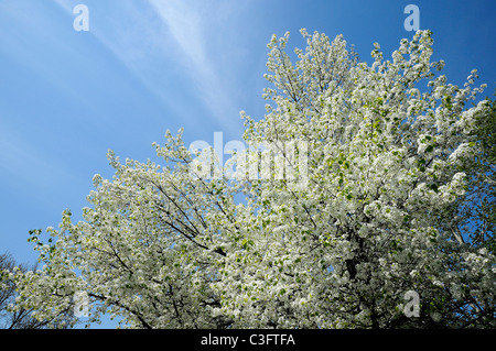 Pommier en fleurs au début du printemps Banque D'Images