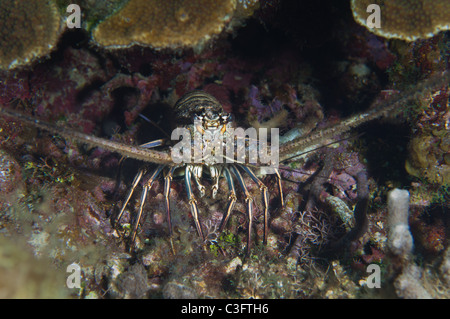 Un homard de pics de sous une corniche sous l'eau. Banque D'Images