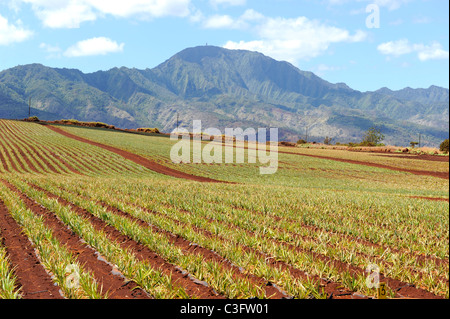 Pineapple Fields le long de Kamehameha Highway North Shore d'Oahu Hawaii Océan Pacifique Banque D'Images