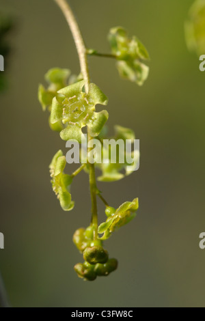 Fleurs de groseille rouge, Ribes rubrum Banque D'Images