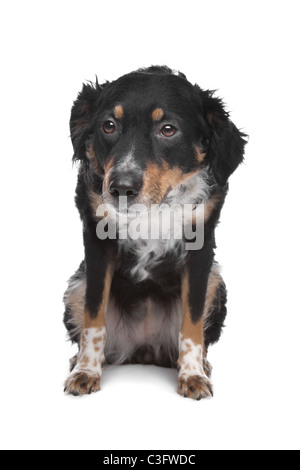 Mixed breed dog, kooiker, pointeur de frison, devant un fond blanc Banque D'Images