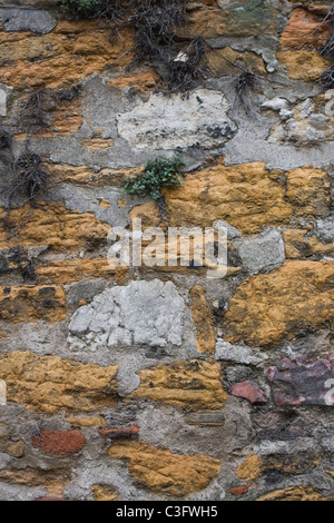 Vieux mur recouvert d'herbe Banque D'Images