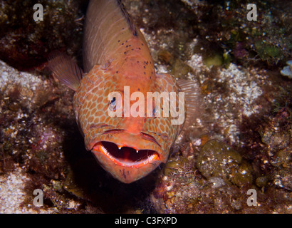 Un mérou marron étale ses plaques gill' en attente d'assainissement de poisson pour affiner le nettoyage des parasites de l'intérieur de sa bouche. Banque D'Images