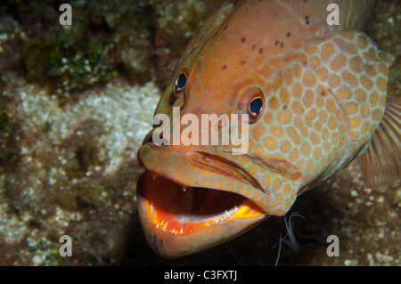 Un mérou marron étale ses plaques gill' en attente d'assainissement de poisson pour affiner le nettoyage des parasites de l'intérieur de sa bouche. Banque D'Images