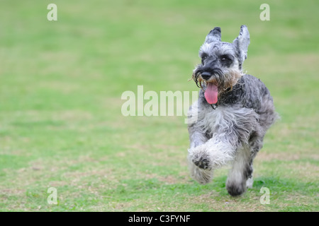 Un schnauzer nain chien qui court sur la pelouse Banque D'Images