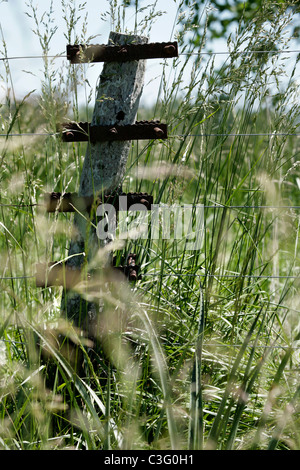 Piquet dans l'herbe haute sur les pampas près de l'Estancia La Candelaria del Monte, Argentine, Amérique du Sud Banque D'Images