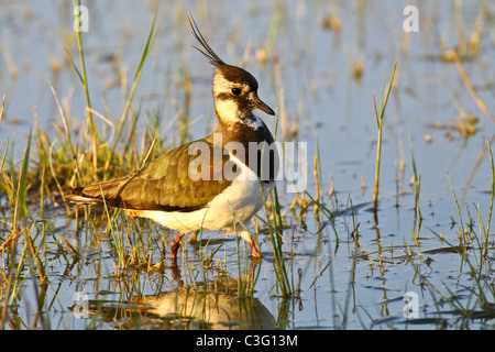 Portrait d'un sociable (Vanellus vanellus). Banque D'Images