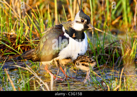 Portrait d'un sociable et ses poussins (Vanellus vanellus). Banque D'Images