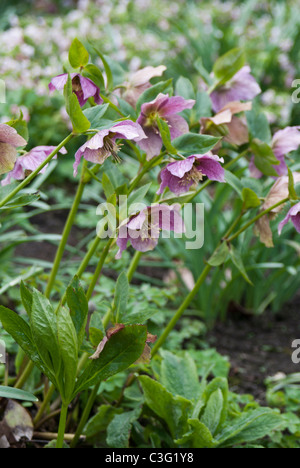 Helleborus orientalis croissant dans une frontière mixtes Banque D'Images